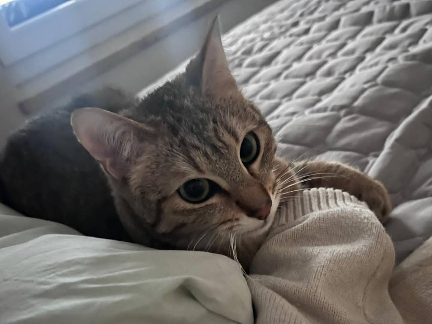 Vuoi adottare un gatto a Torino?