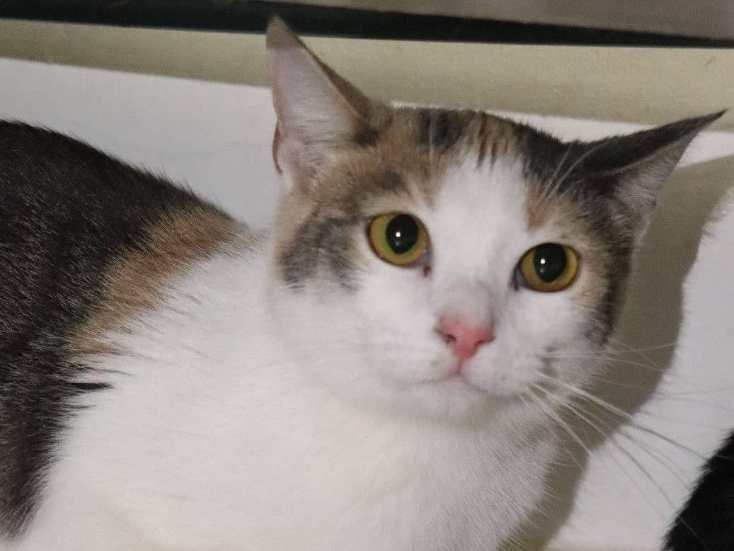 Adozione gatto, femmina, Razza sconosciuta Razza sconosciuta, 1 anno e 10 mesi, taglia non valida, Barletta