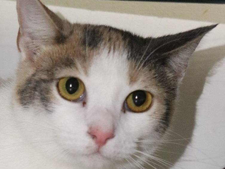 Adotta un gatto, femmina, 1 anno e 10 mesi, Barletta