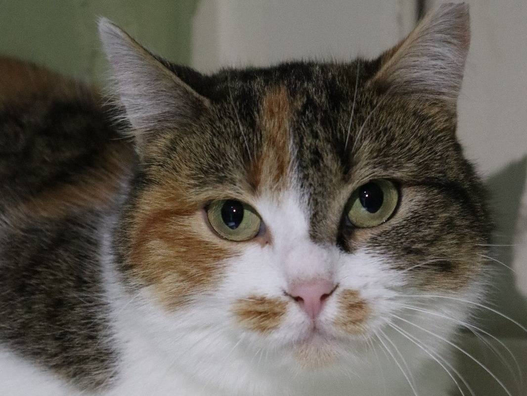 Adozione gatto, femmina, Razza sconosciuta Razza sconosciuta, 1 anno e 11 mesi, taglia non valida, Barletta