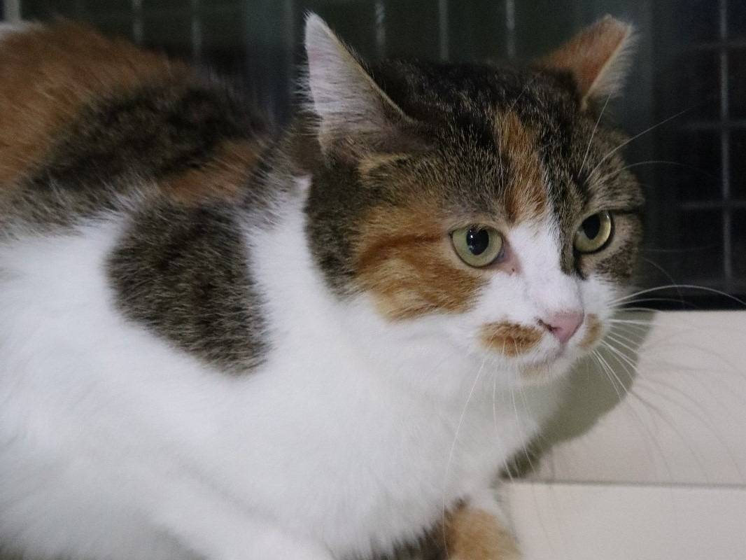 Adotta un gatto, taglia non valida, femmina, Barletta