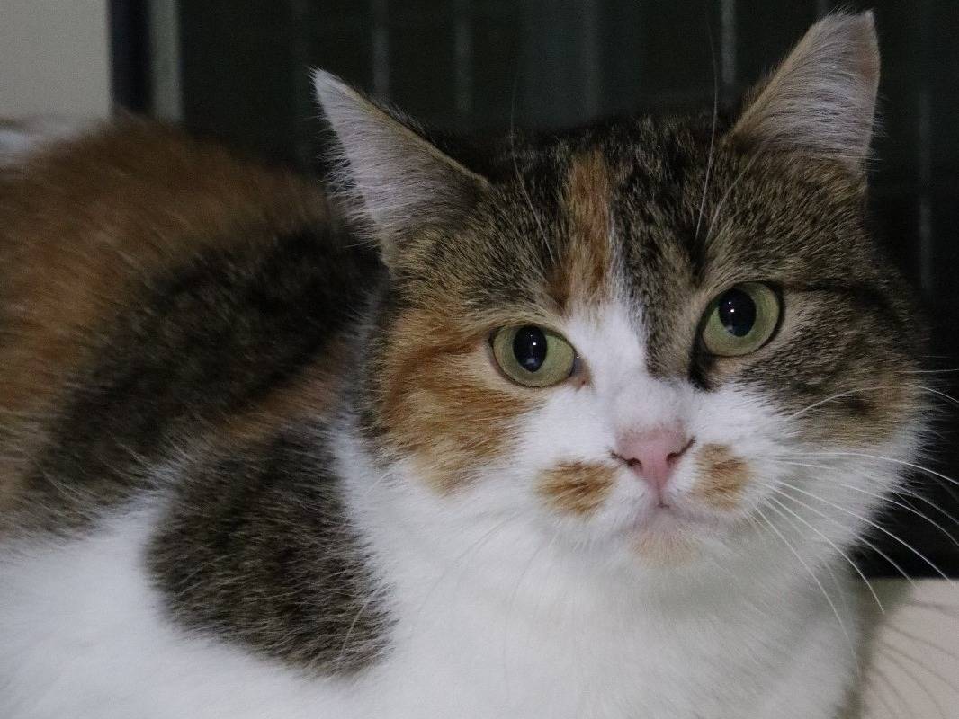 Vuoi adottare un gatto a Barletta?