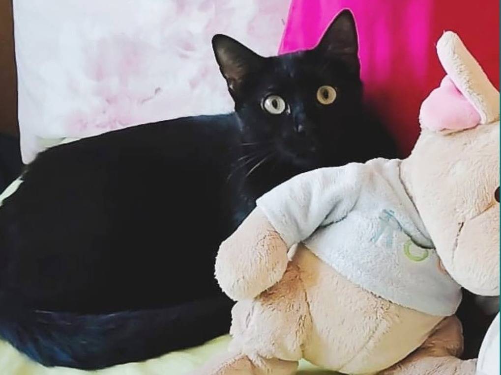 Adotta un gatto, taglia non valida, maschio, Torino