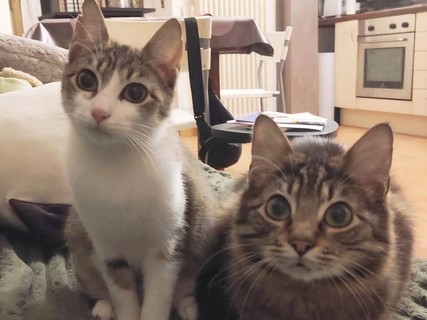 Adozione gatto, femmina, Razza sconosciuta Razza sconosciuta, 10 mesi, taglia non valida, Torino