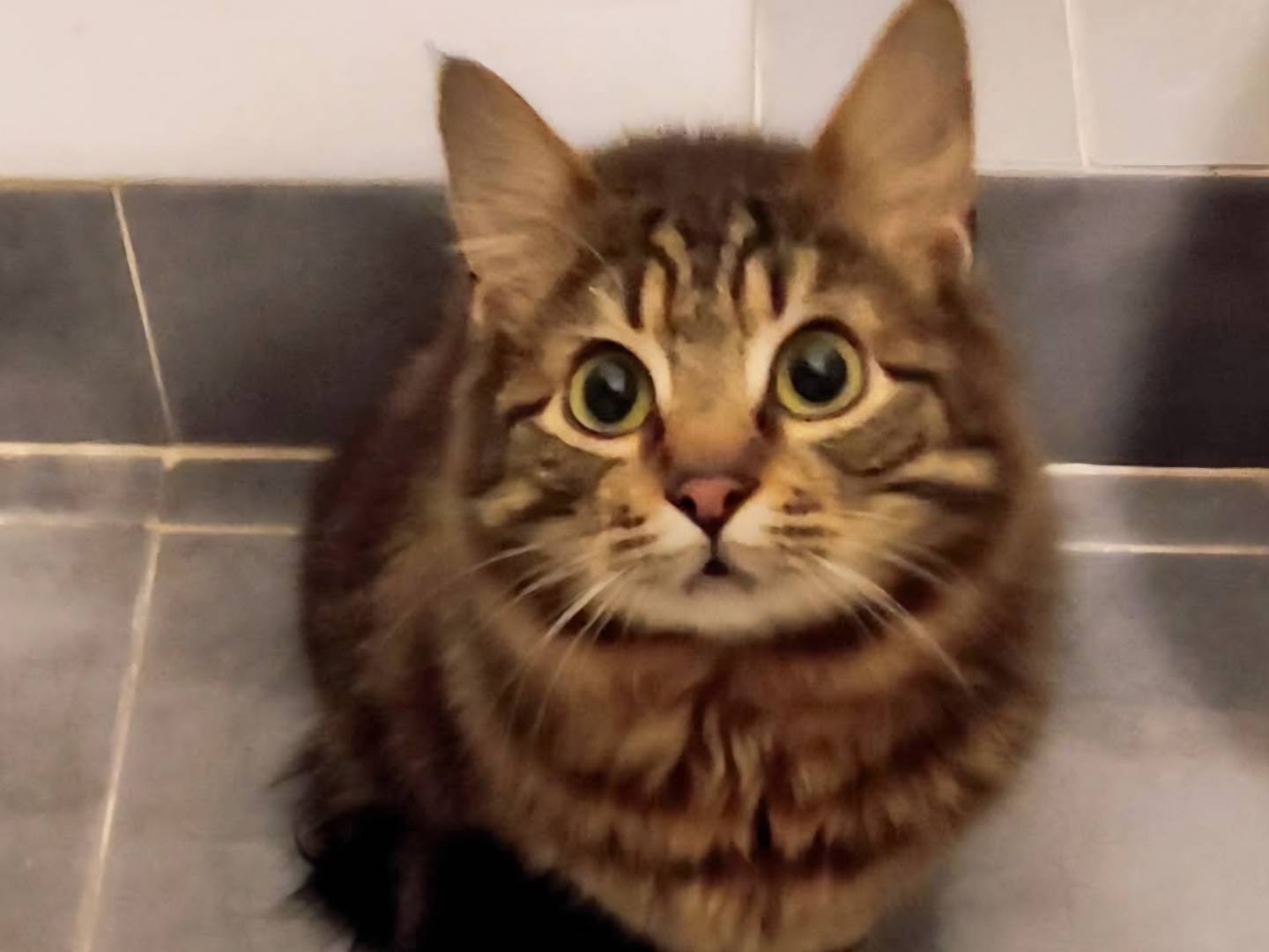 Adotta un gatto, femmina, 10 mesi, Torino