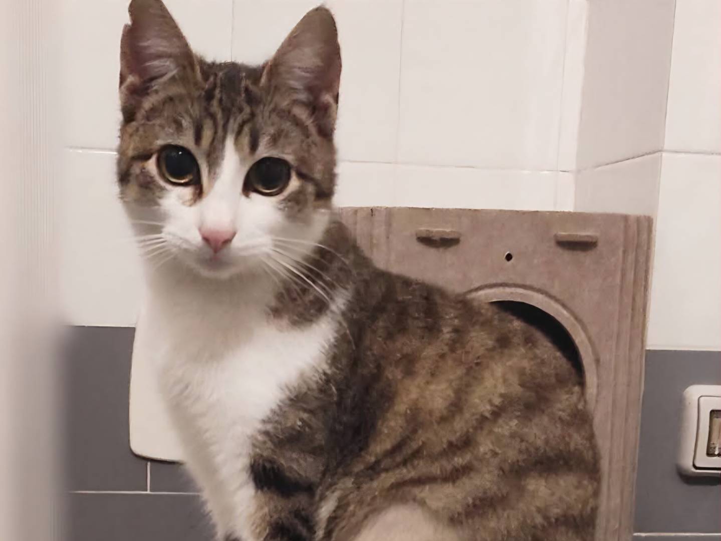 Adotta un gatto, taglia non valida, femmina, Torino