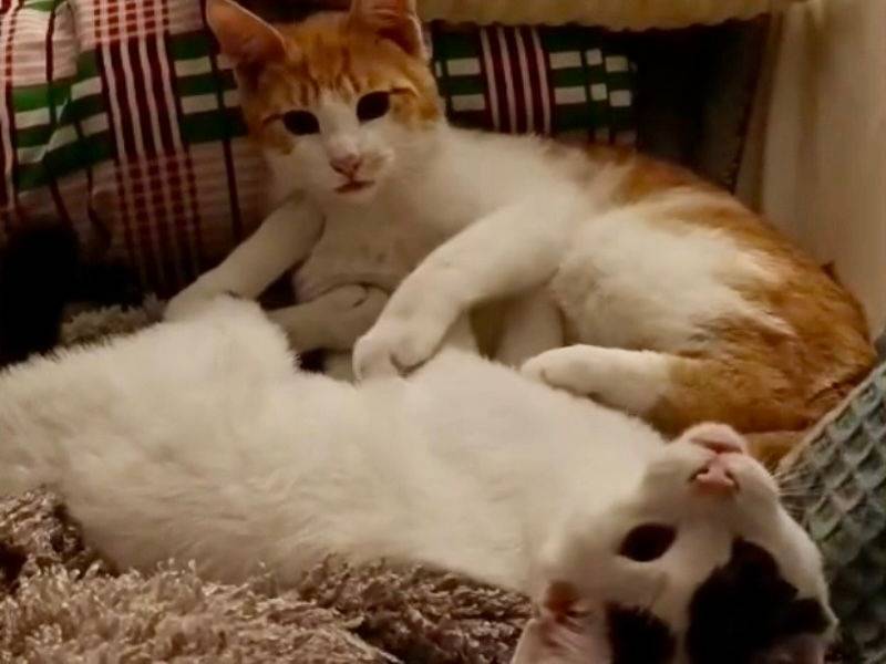Adozione gatto, maschio, Razza sconosciuta Razza sconosciuta, 7 mesi, taglia non valida, Torino
