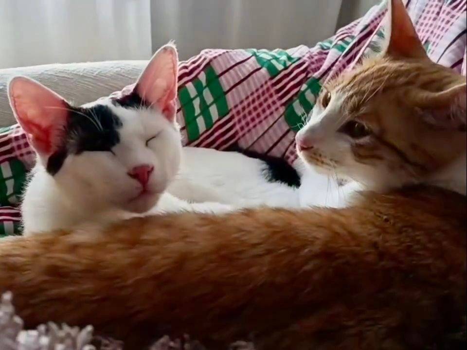 Adotta un gatto, maschio, 7 mesi, Torino