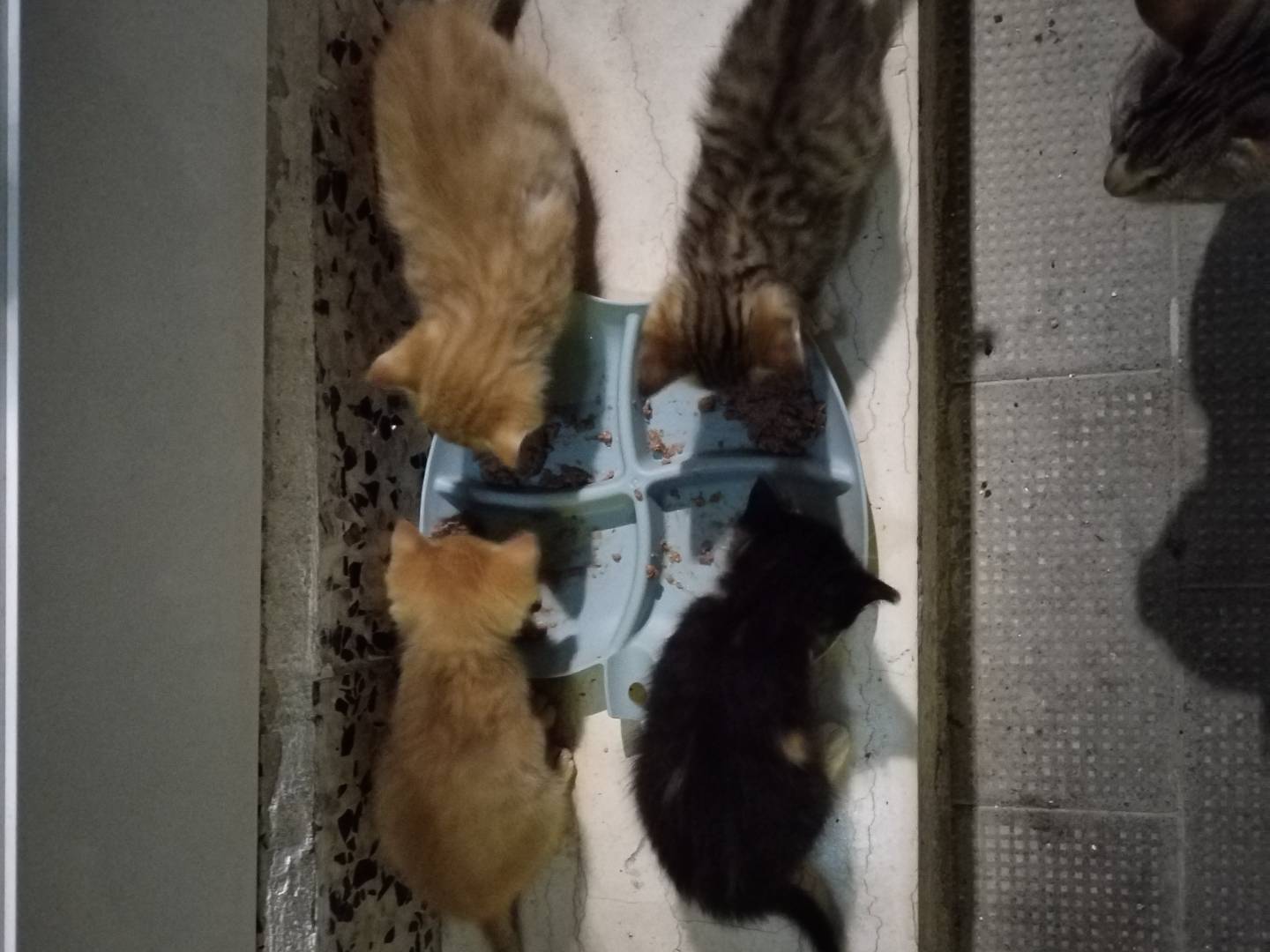 Adozione gatto, maschio, Razza sconosciuta Razza sconosciuta, 1 mesi, taglia non valida, Taranto