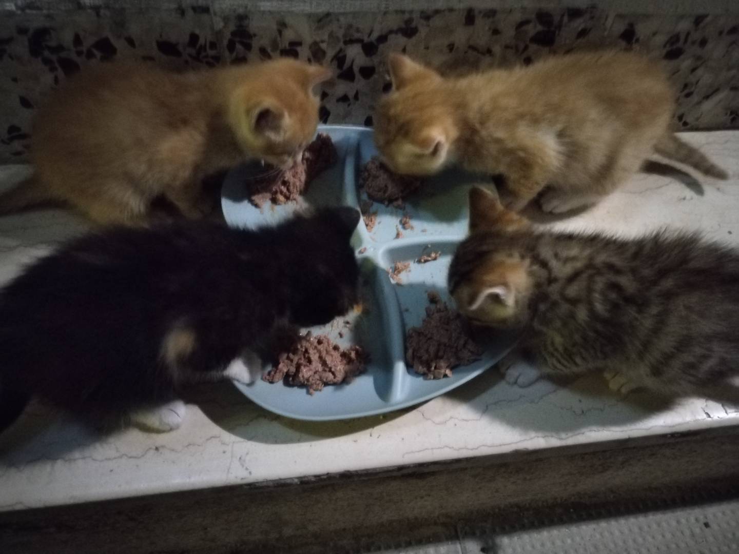 Adotta un gatto, maschio, 1 mesi, Taranto