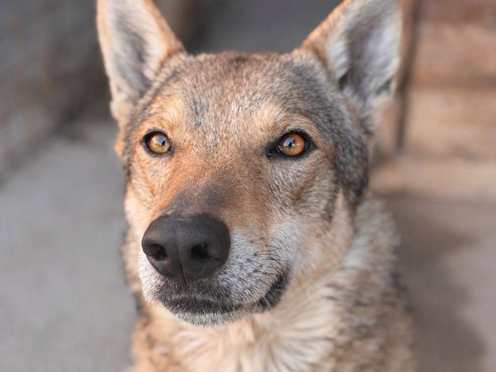 Adozione cane, maschio, Cane lupo Cecoslovacco Razza sconosciuta, 5 anni e 9 mesi, taglia gigante, Crotone