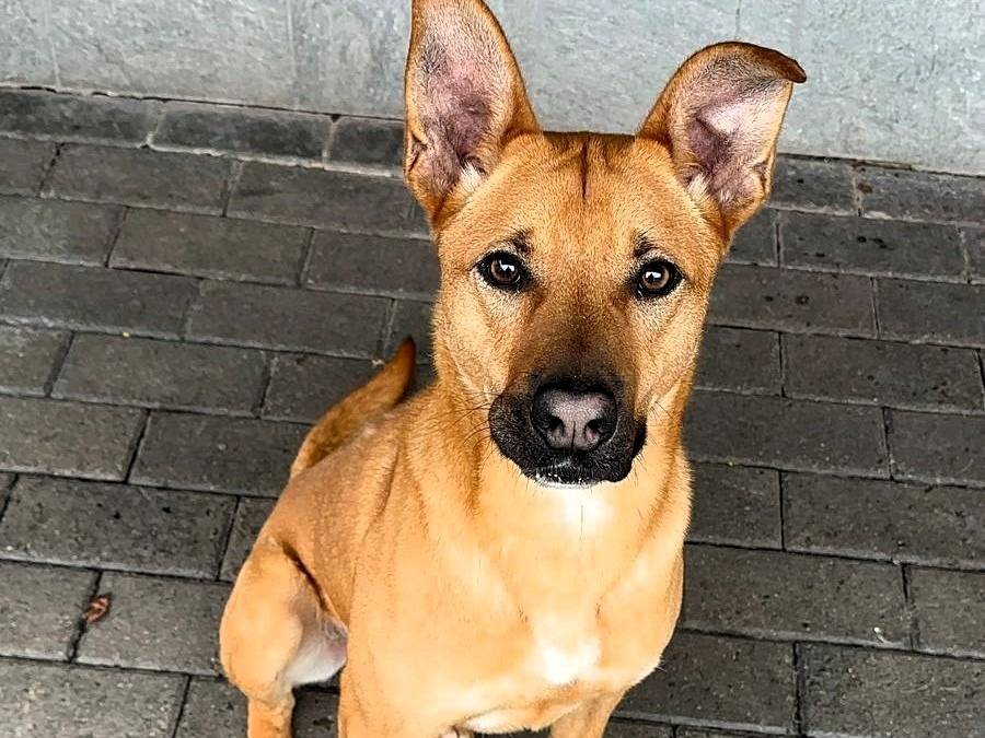 Adozione cane, maschio, Razza sconosciuta Razza sconosciuta, 1 anno e 4 mesi, taglia media, Milano