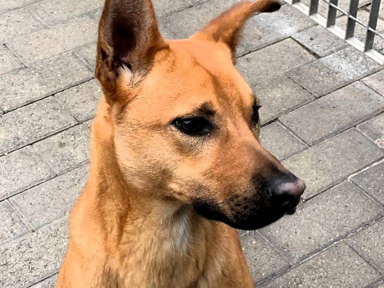 Adotta un cane, maschio, 1 anno e 4 mesi, Milano