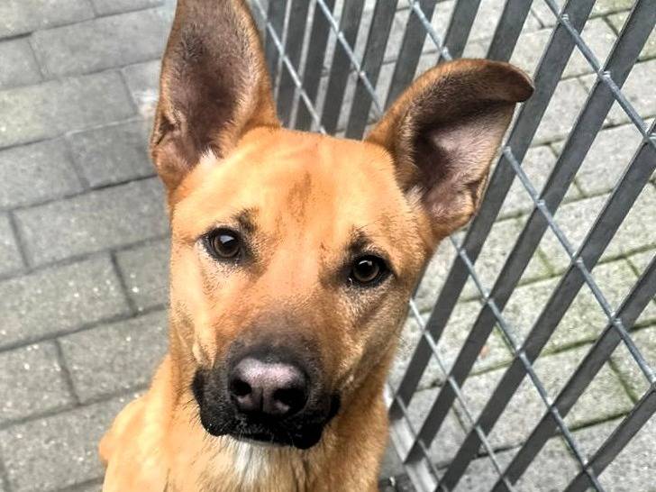 Adotta un cane, taglia media, maschio, Milano