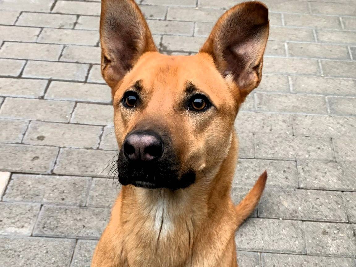 Vuoi adottare un cane a Milano?