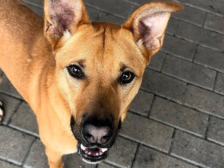 Adotta il cane SIMBA a Milano