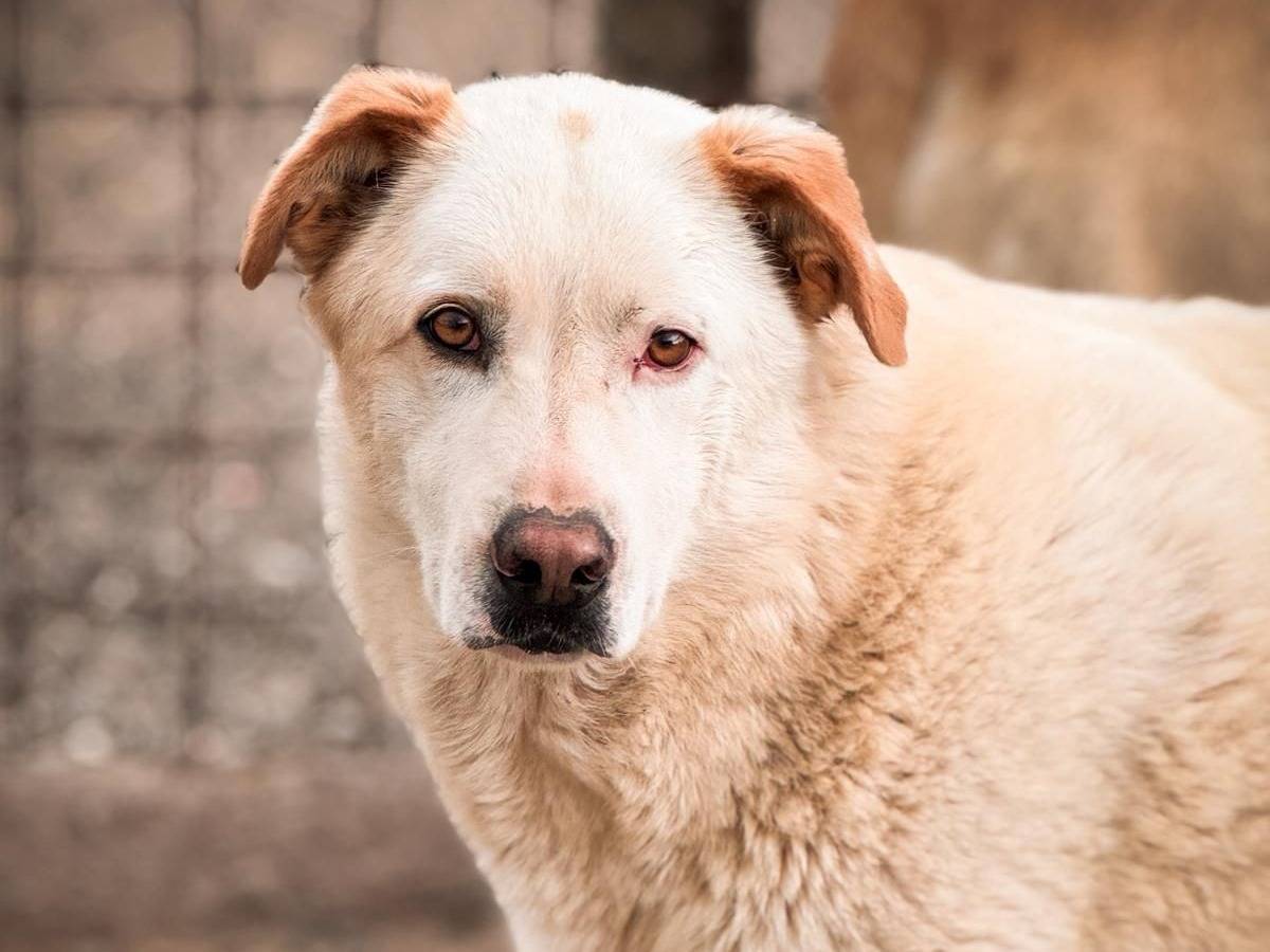 Adozione cane, maschio, Razza sconosciuta Razza sconosciuta, 3 anni e 7 mesi, taglia grande, Crotone