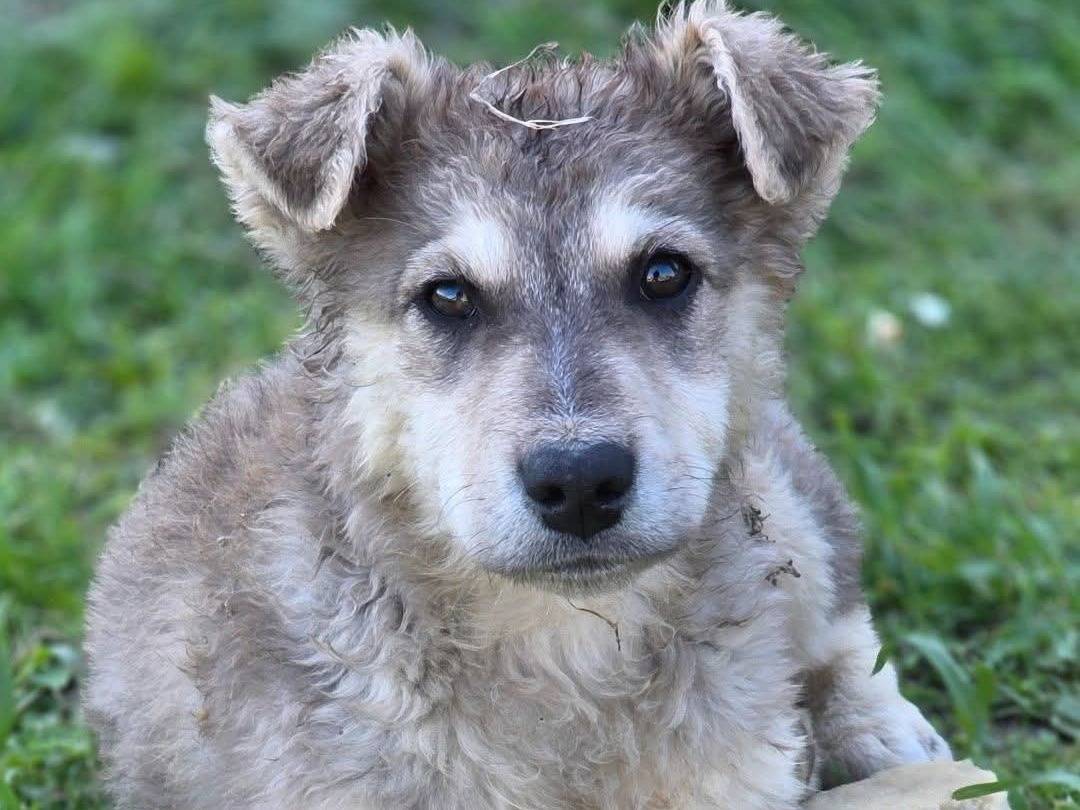 Adozione cane, femmina, Pastore maremmano Pastore australiano, 1 anno e 3 mesi, taglia media, Barletta