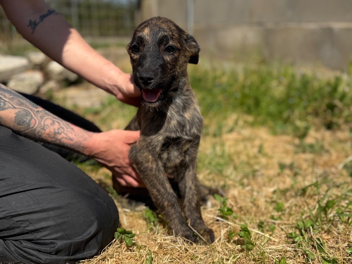 Adozione cane, femmina, Razza sconosciuta Razza sconosciuta, 3 mesi, taglia media contenuta, Frosinone