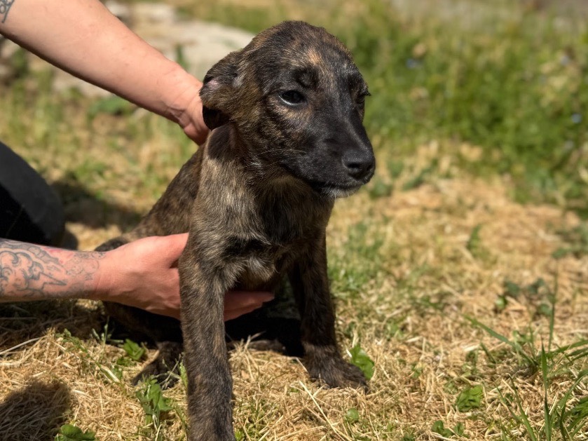 Adotta un cane, femmina, 3 mesi, Frosinone