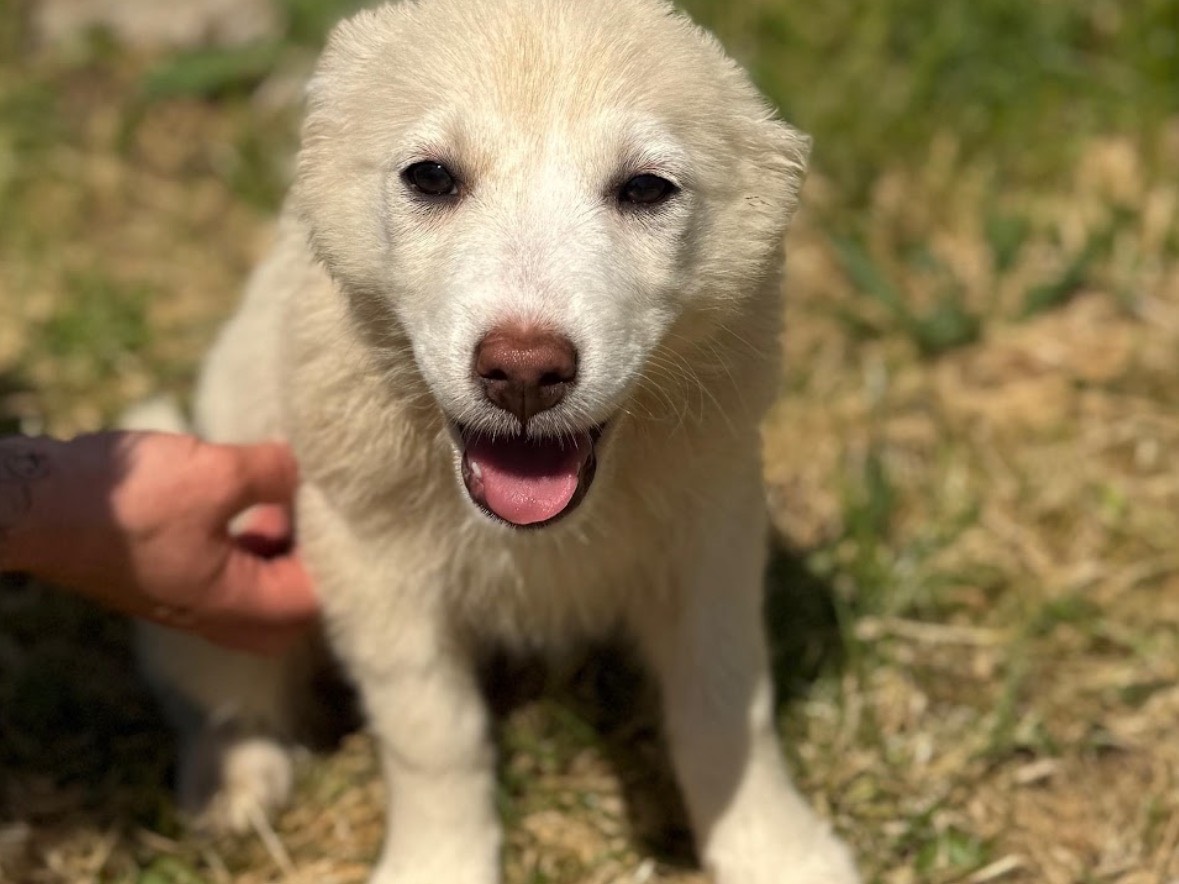 Adotta un cane, taglia media, femmina, Frosinone