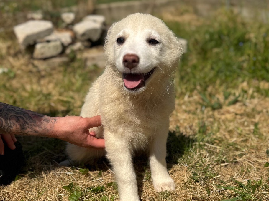 Adotta un cane, femmina, 3 mesi, Frosinone