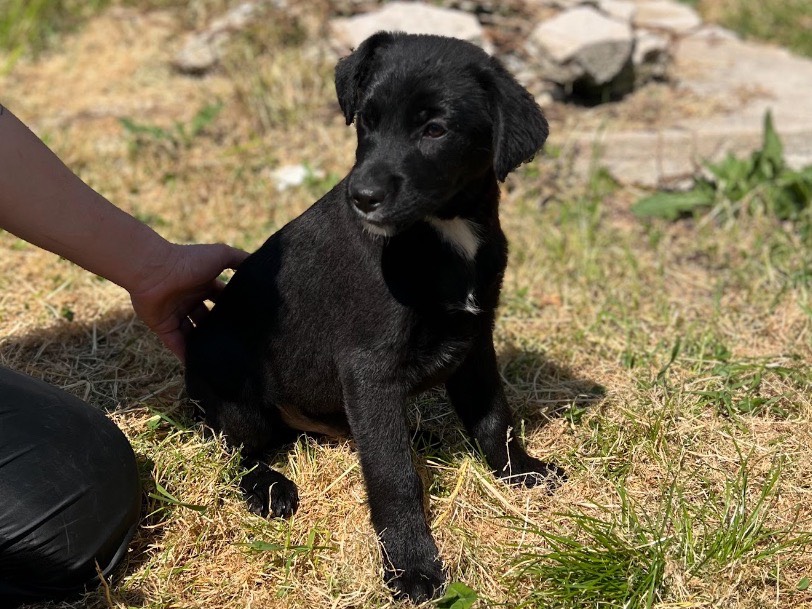 Adotta un cane, maschio, 2 mesi, Frosinone
