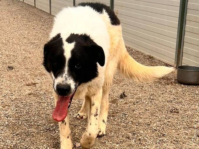 Adozione cane, maschio, Razza sconosciuta Razza sconosciuta, 3 anni, taglia grande, Como