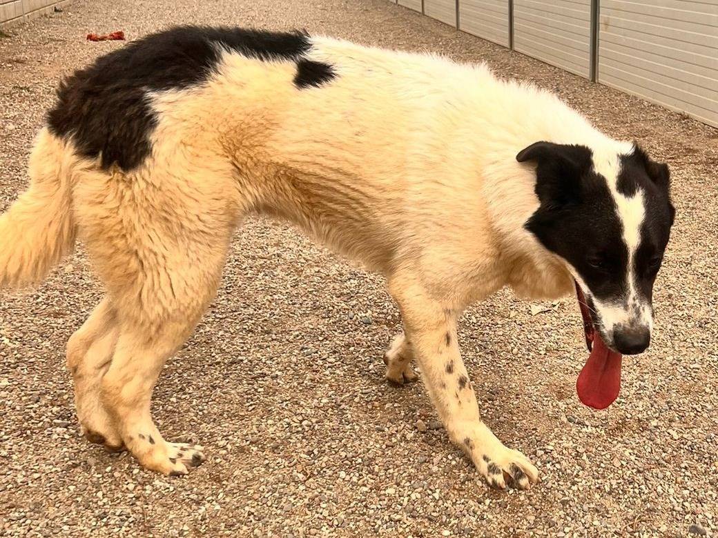 Adotta un cane, maschio, 3 anni, Como