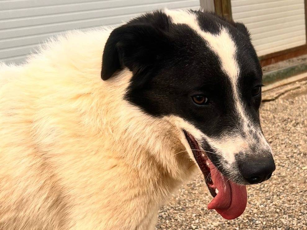 Adotta un cane, taglia grande, maschio, Como