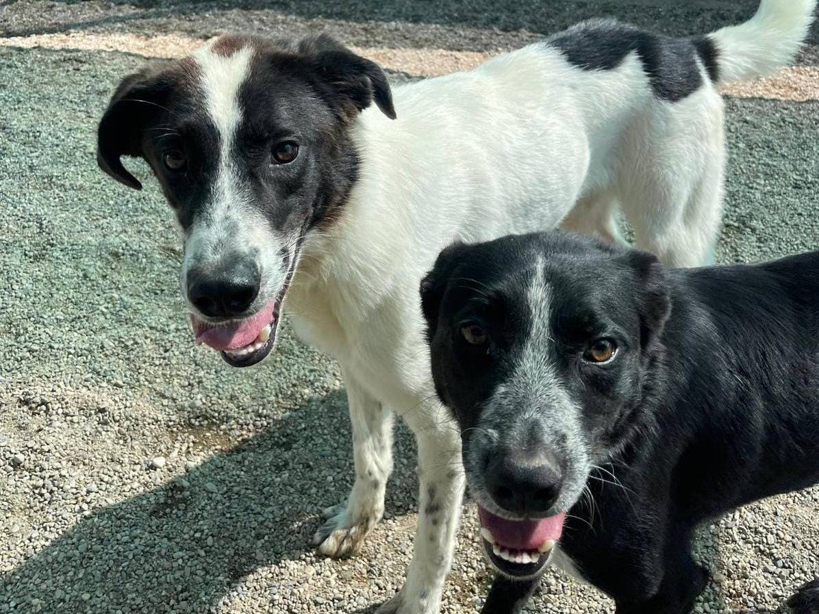 Vuoi adottare un cane a Como?