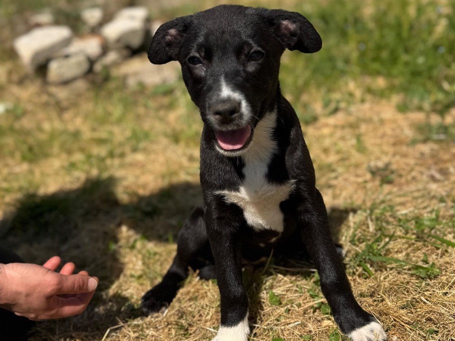 Adozione cane, femmina, Razza sconosciuta Razza sconosciuta, 2 mesi, taglia media, Frosinone