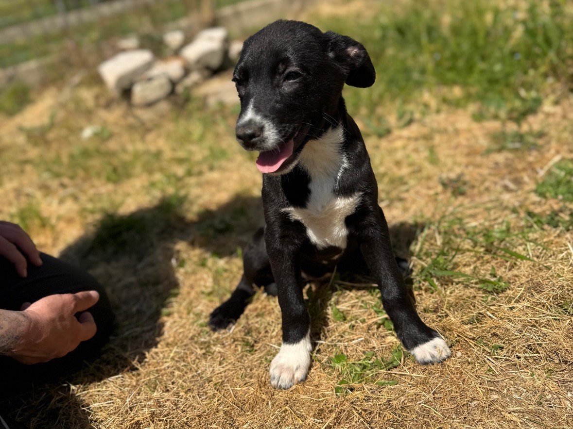 Adotta un cane, femmina, 2 mesi, Frosinone