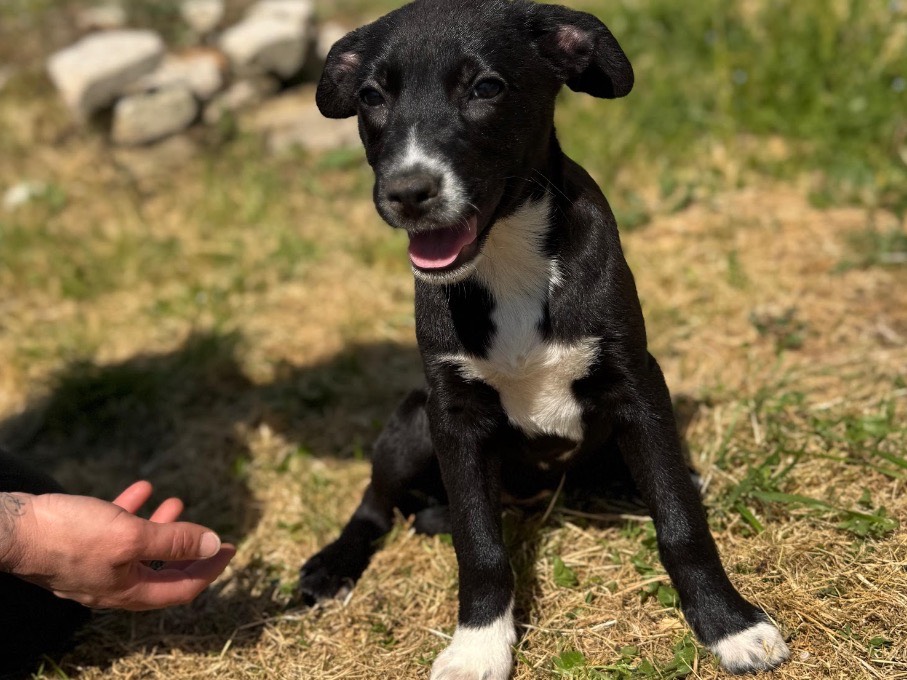 Adotta un cane, taglia media, femmina, Frosinone