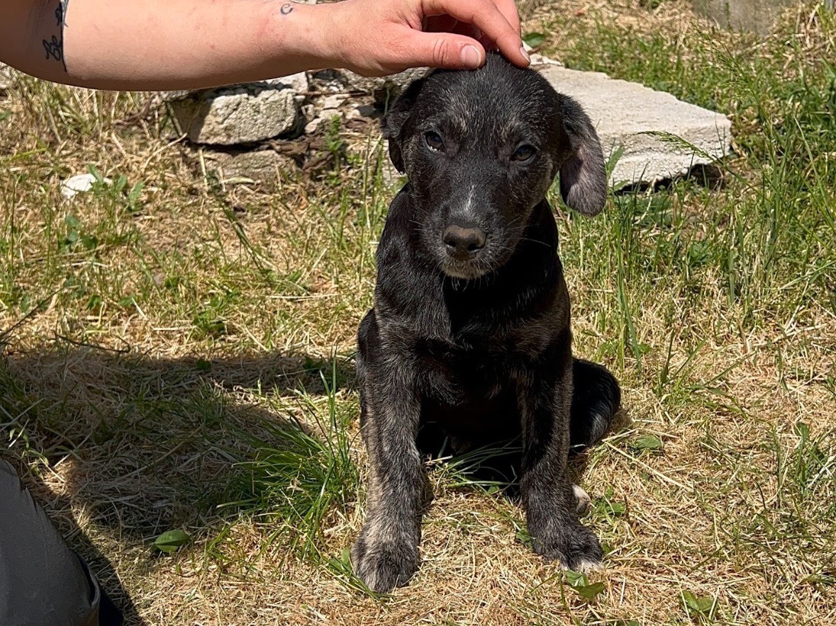 Vuoi adottare un cane a Frosinone?