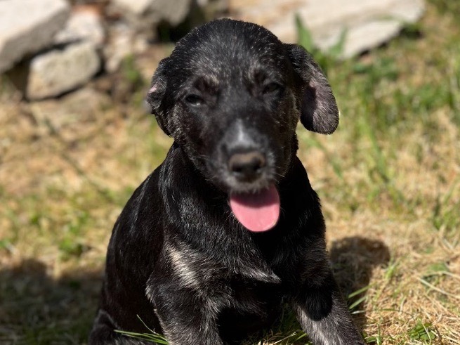 Adotta il cane Shadow a Frosinone