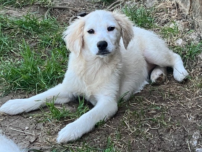 Adozione cane, femmina, Razza sconosciuta Razza sconosciuta, 3 mesi, taglia media, Frosinone