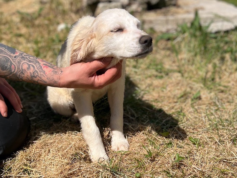Adotta un cane, femmina, 3 mesi, Frosinone