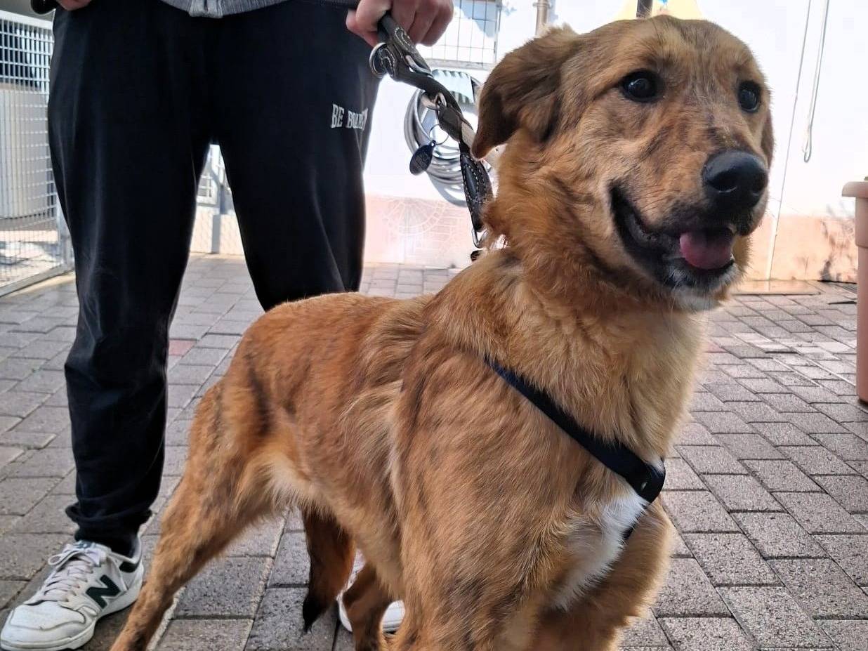 Adozione cane, femmina, Razza sconosciuta Razza sconosciuta, 9 mesi, taglia media, Milano