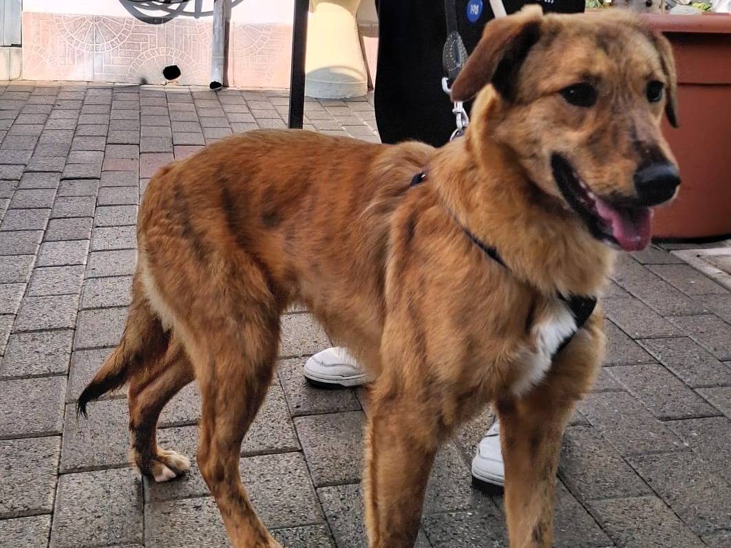 Adotta un cane, femmina, 9 mesi, Milano