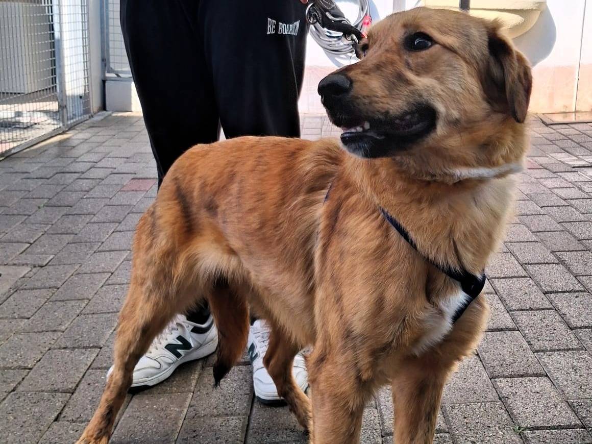 Adotta un cane, taglia media, femmina, Milano