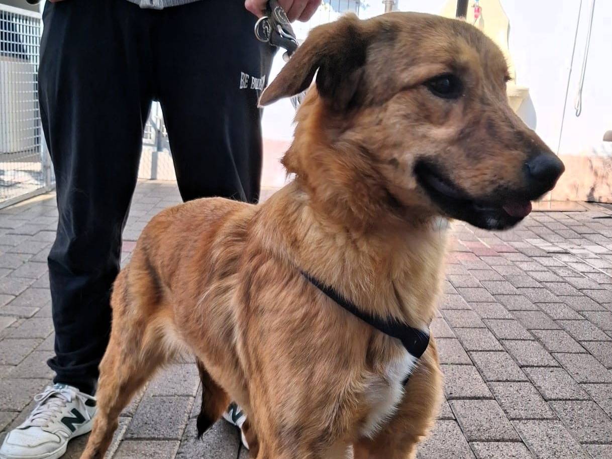 Vuoi adottare un cane a Milano?