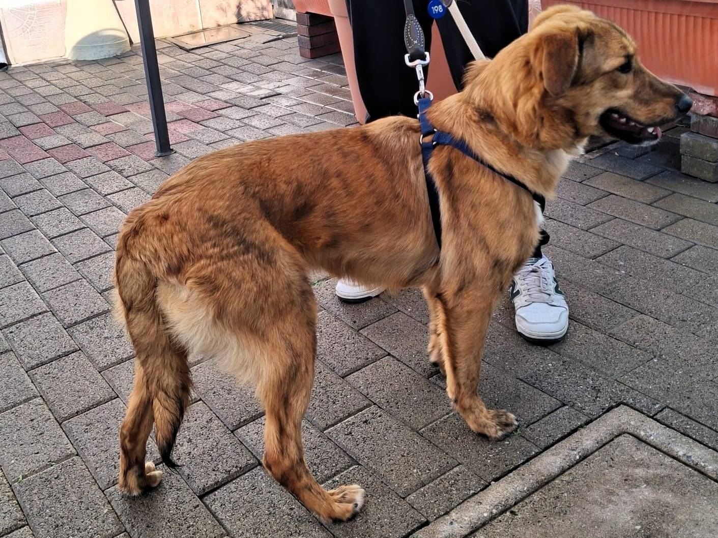 Adotta il cane PAPRIKA a Milano