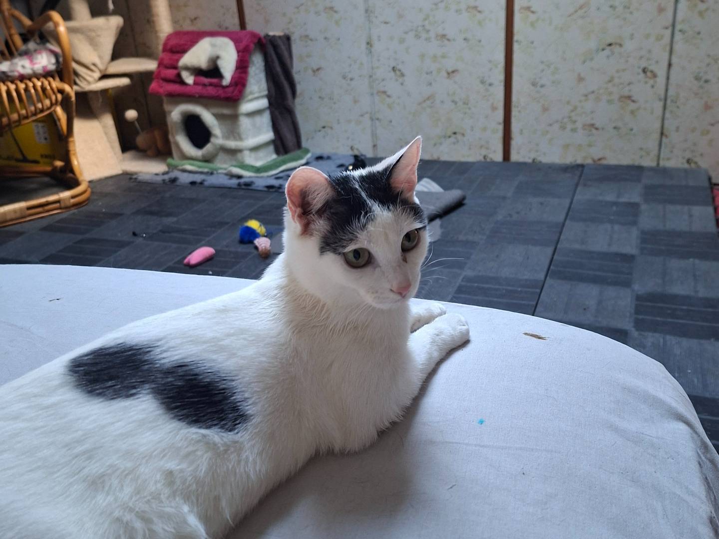 Adozione gatto, femmina, Razza sconosciuta Razza sconosciuta, 7 mesi, taglia non valida, Piacenza