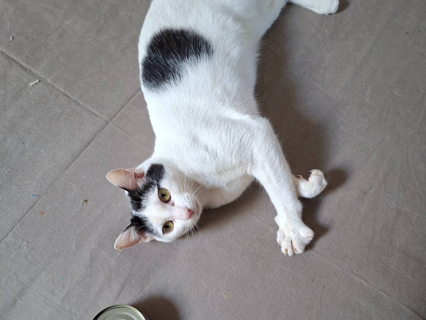 Adotta un gatto, femmina, 7 mesi, Piacenza