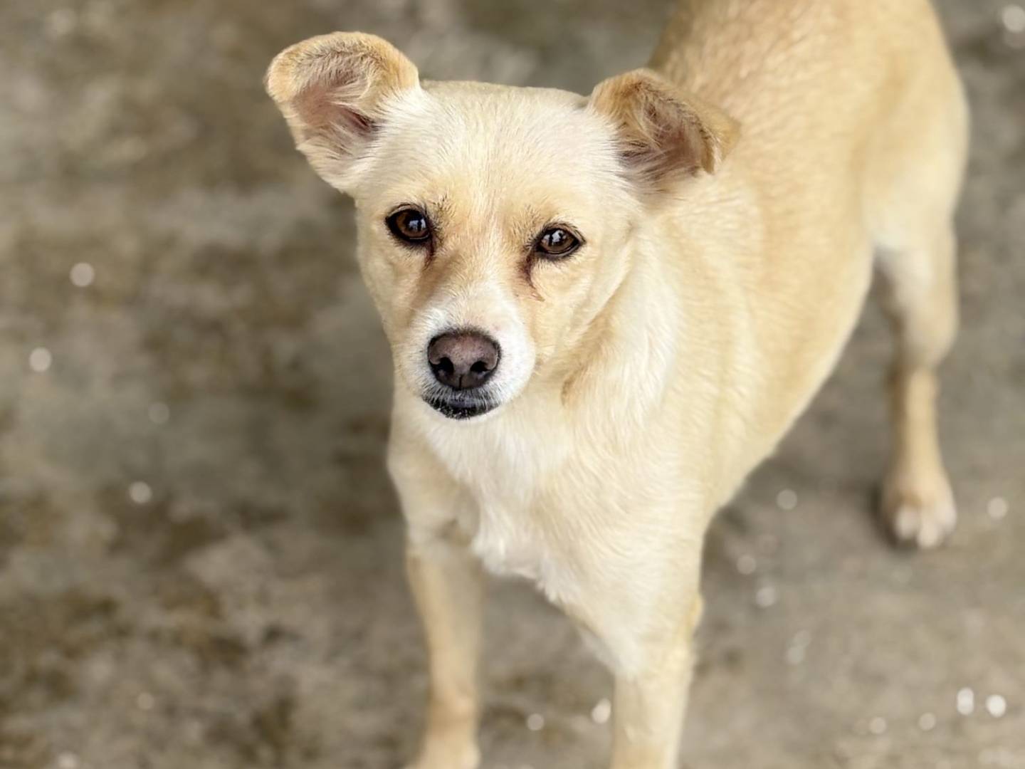 Adozione cane, femmina, Volpino di Pomerania Pinscher, 2 anni, taglia piccola, Taranto