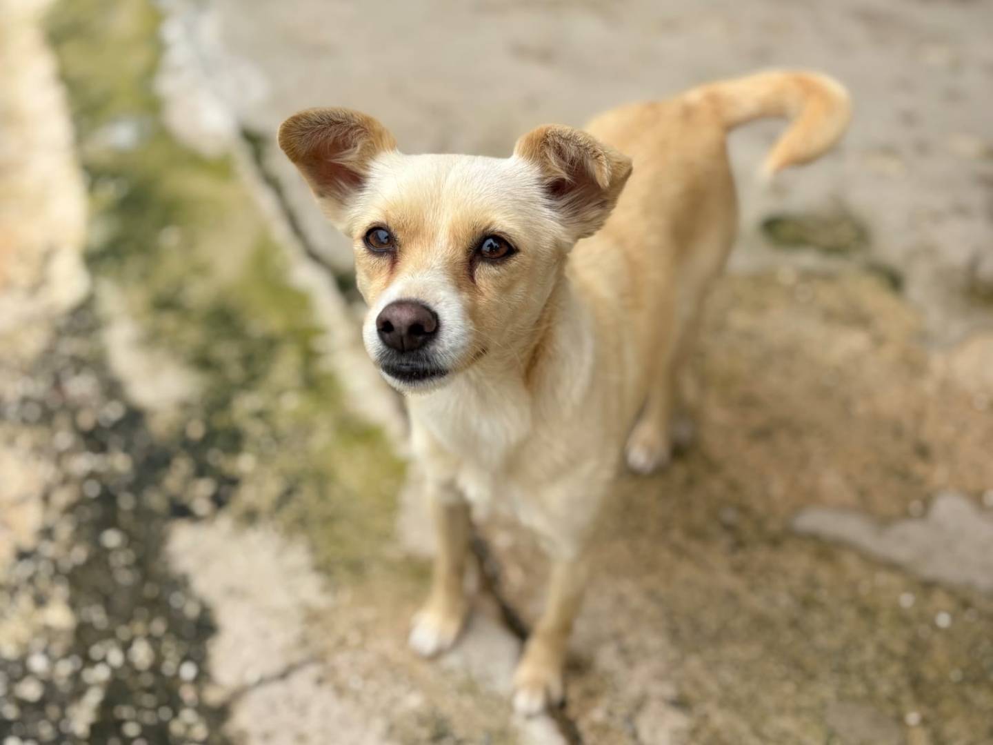 Adotta un cane, femmina, 2 anni, Taranto