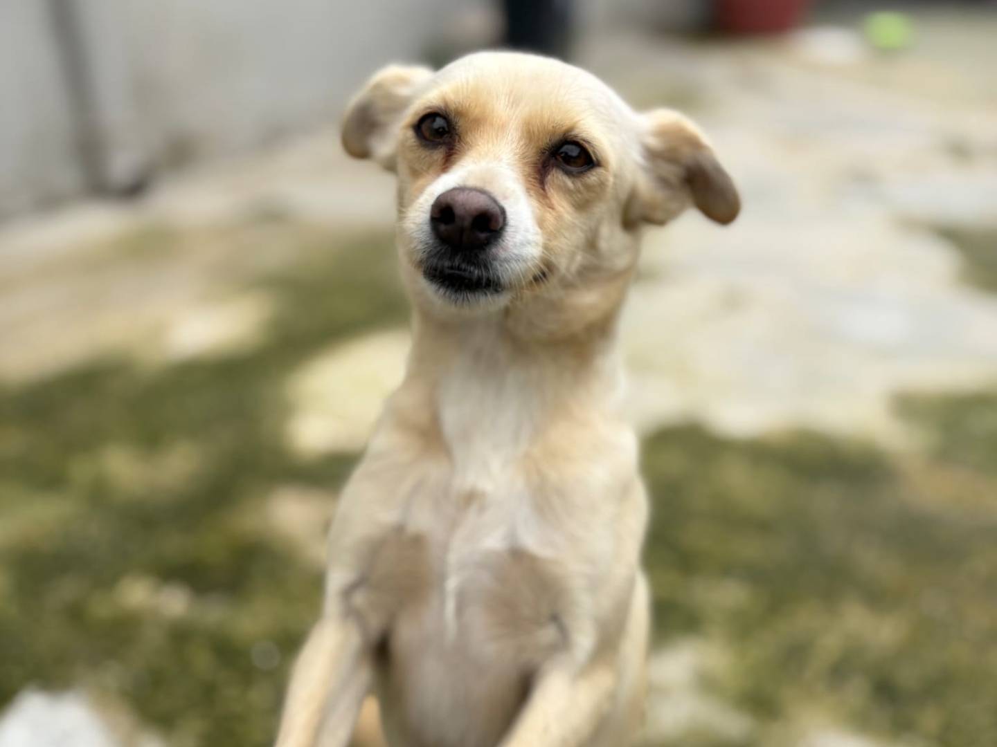 Vuoi adottare un cane a Taranto?