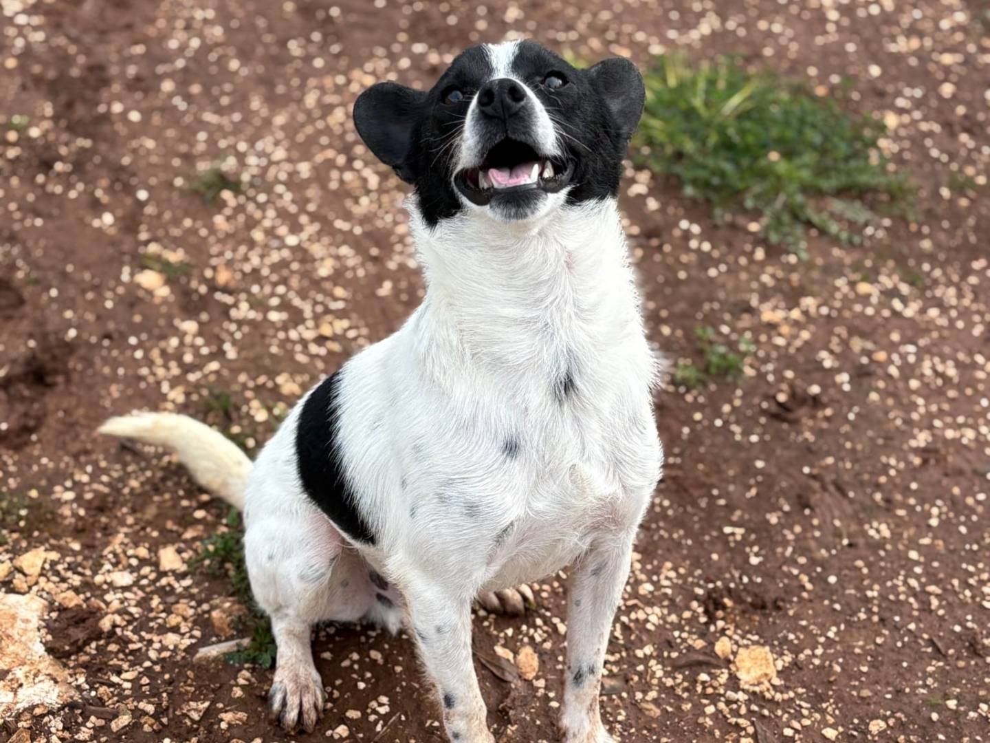 Vuoi adottare un cane a Taranto?