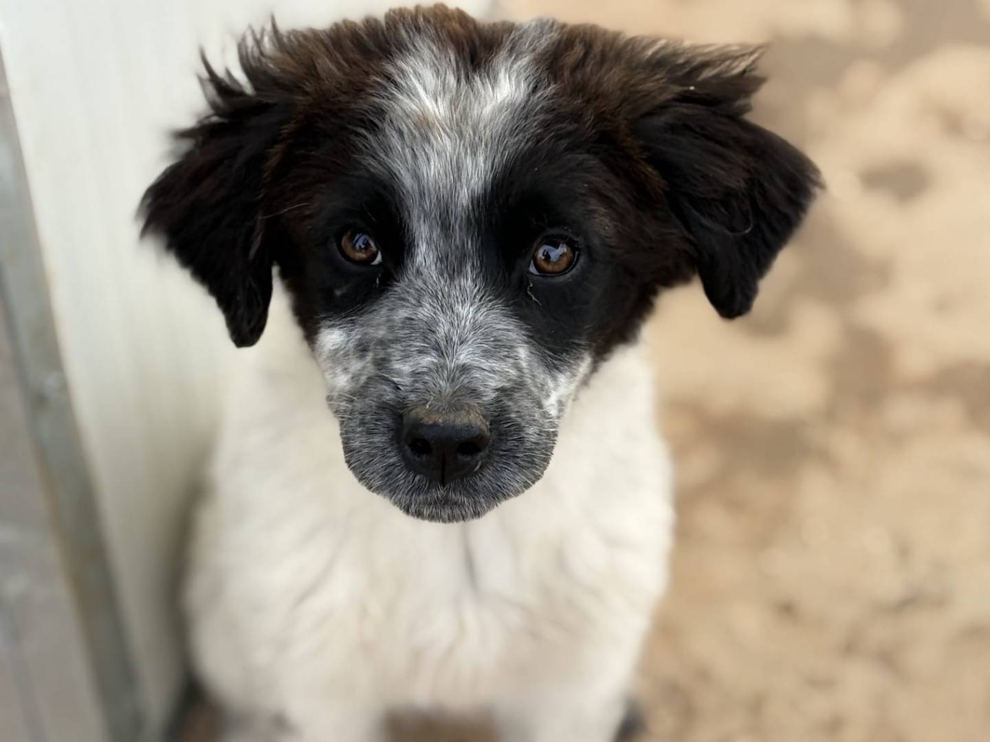 Adozione cane, femmina, Pointer Razza sconosciuta, 2 mesi, taglia media, Taranto